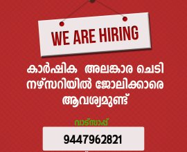 നഴ്‌സറിയില്‍ ജോലിക്കാരെ ആവശ്യമുണ്ട്.
