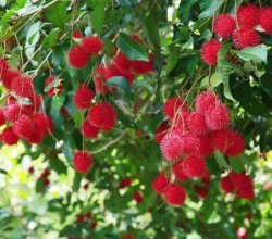 റംബുട്ടാന് കൃഷിചെയ്തു കൊടുക്കുന്നു