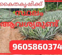 കൈതകൃഷിക്ക് സ്ഥലം ആവശ്യമുണ്ട്