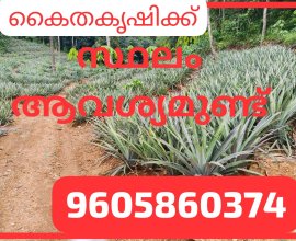 കൈതകൃഷിക്ക് സ്ഥലം ആവശ്യമുണ്ട്